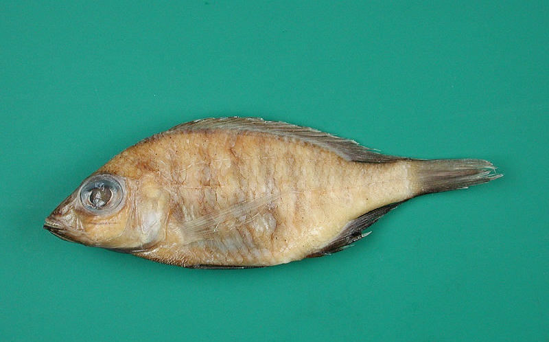Placidochromis fuscus 'Msaka'